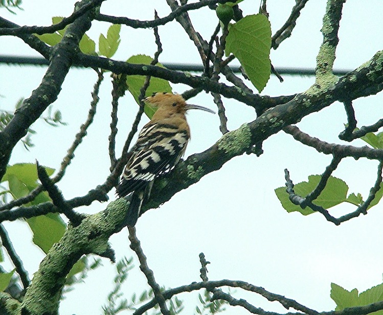 hoopoe